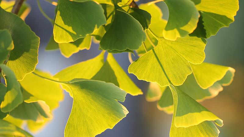 Ginko