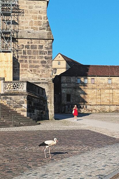 Storch Domplatz Bamberg Storch Domplatz Bamberg