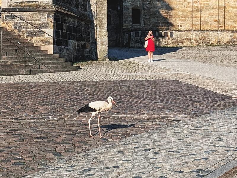 Storch Domplatz Bamberg Storch Domplatz Bamberg