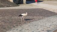 Storch Domplatz Bamberg Storch Domplatz Bamberg