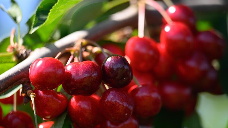 In den nächsten Monaten sollen im Markt Elfershausen 100 verschiedene Obstbäume gepflanzt werden.