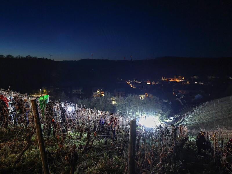 Eisweinlese in Franken