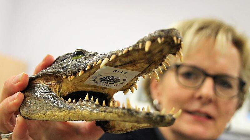 Ob Tierpr&auml;parat &ndash; wie dieser Krokodilkopf &ndash; oder vermeintlich medizinisches Produkt: Anette Strebel schaut genau hin, ob Importe den gesetzlichen Regeln entsprechen oder nicht.