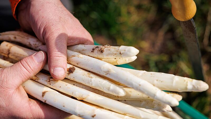 Erster Spargel wird geerntet - Saison startet im April richtig Erster Spargel wird geerntet - Saison startet im April richtig