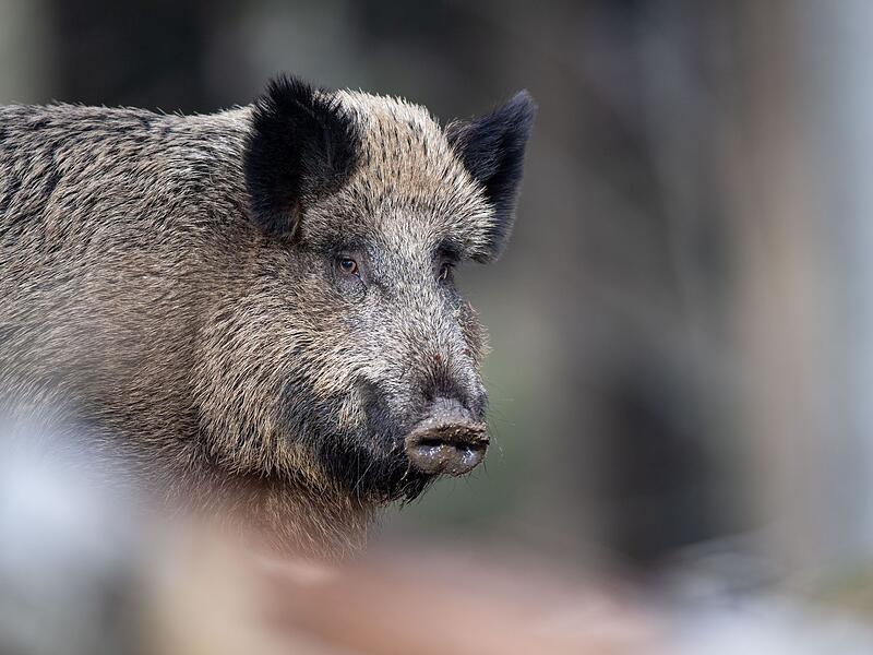 Wildschwein