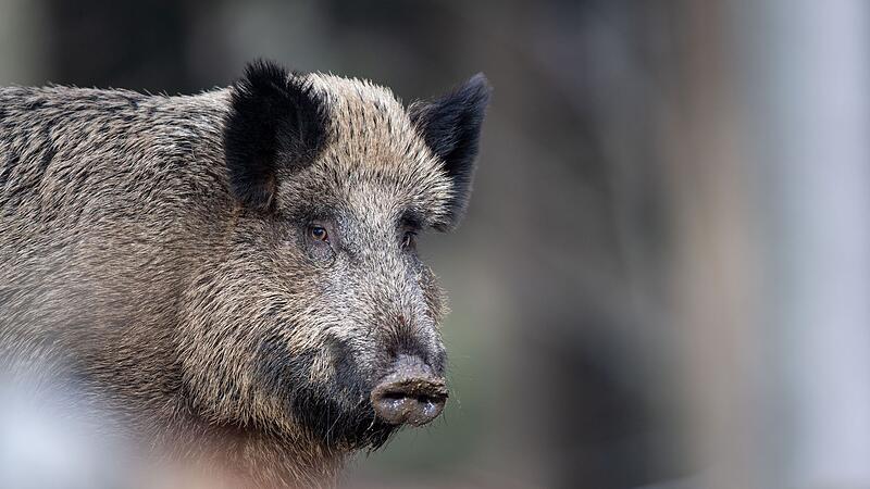 Wildschwein