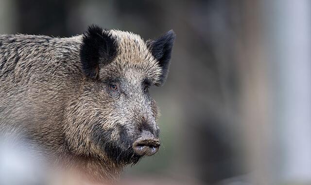 Wildschwein