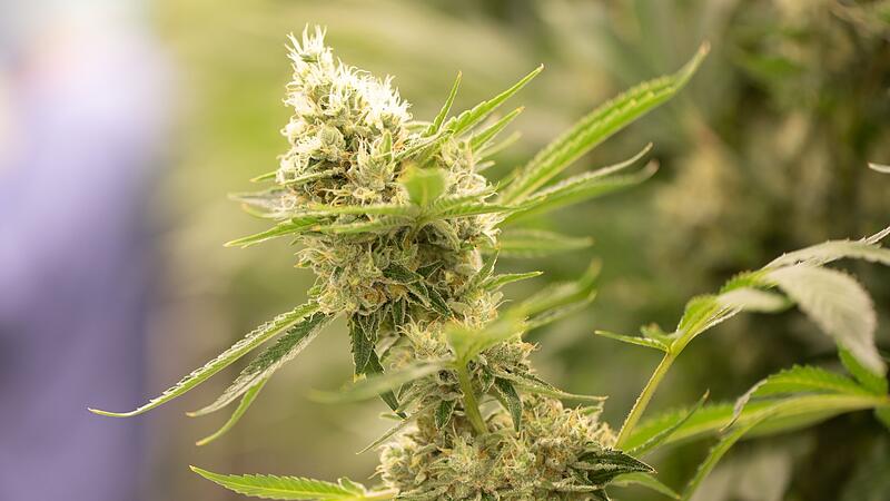 Cannabis Cannabis