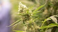 Cannabis