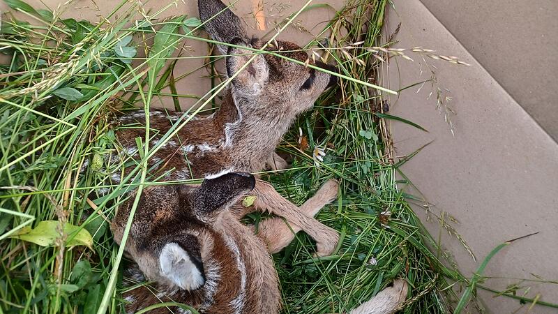 Die geretteten Rehkitze warten in einem Karton, bis das Feld gem&auml;ht ist und werden dann wieder freigelassen. Sie d&uuml;rfen nicht ber&uuml;hrt werden.