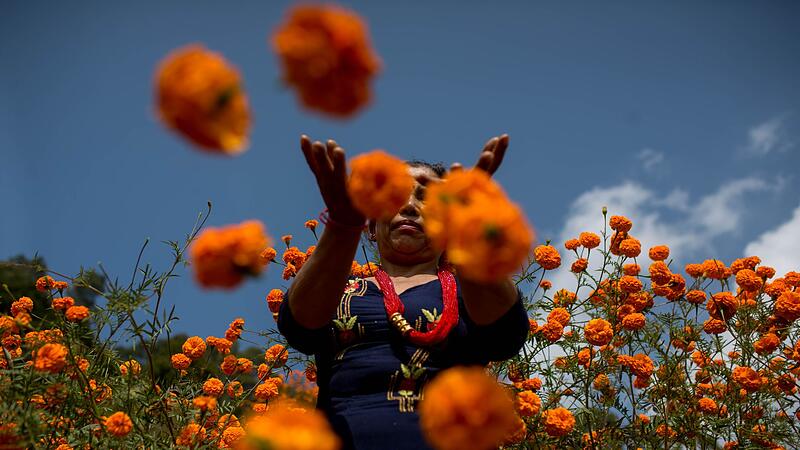 Blütenmeer Blütenmeer