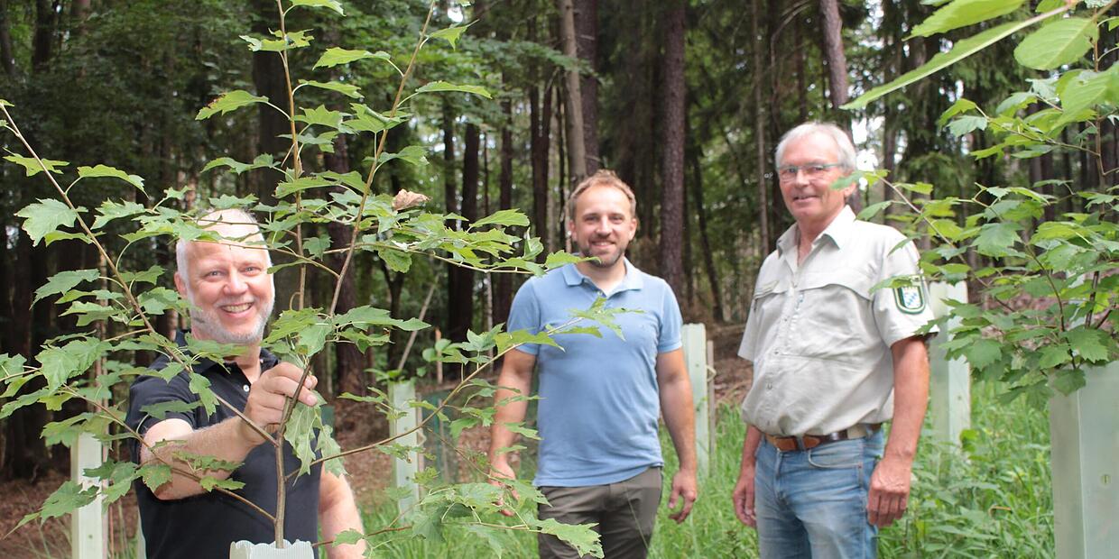 Landkreis Forchheim Dieser Wald könnte dem Klimawandel trotzen