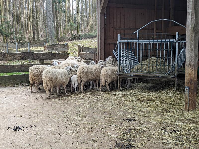 Lämmer Hundshaupten Lämmer Hundshaupten