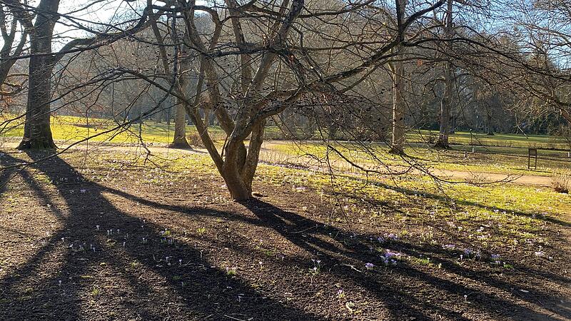 Im Kurpark Bad Kissingen blühen schon die ersten Krokusse.