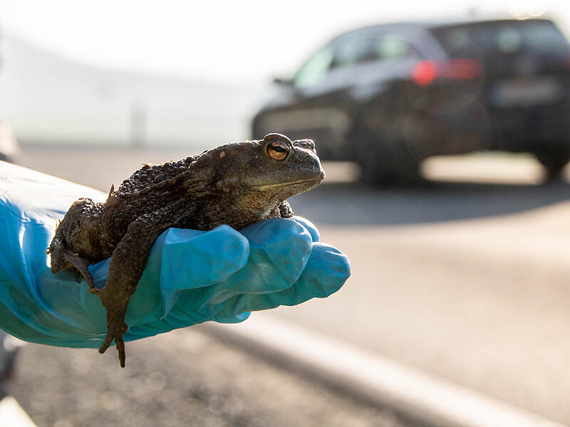 Jedes Jahr im Fr&uuml;hling wandern die Kr&ouml;ten zum Wasser um zu laichen. Landstra&szlig;en werden dabei schnell zur t&ouml;dlichen Falle. Tiersch&uuml;tzer von BUND und LBV sind deshalb t&auml;glich unterwegs, um die Tiere sicher &uuml;ber die Stra&szlig;e zu bringen.