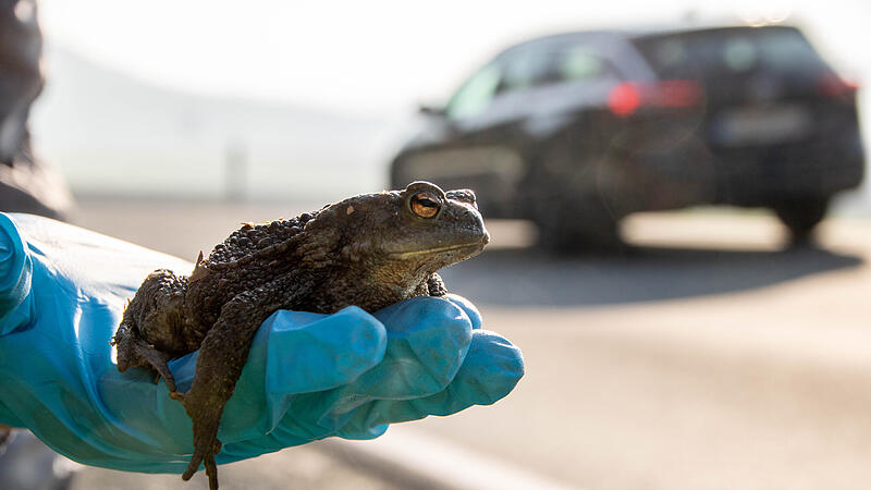 Jedes Jahr im Fr&uuml;hling wandern die Kr&ouml;ten zum Wasser um zu laichen. Landstra&szlig;en werden dabei schnell zur t&ouml;dlichen Falle. Tiersch&uuml;tzer von BUND und LBV sind deshalb t&auml;glich unterwegs, um die Tiere sicher &uuml;ber die Stra&szlig;e zu bringen.