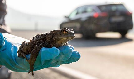 Jedes Jahr im Fr&uuml;hling wandern die Kr&ouml;ten zum Wasser um zu laichen. Landstra&szlig;en werden dabei schnell zur t&ouml;dlichen Falle. Tiersch&uuml;tzer von BUND und LBV sind deshalb t&auml;glich unterwegs, um die Tiere sicher &uuml;ber die Stra&szlig;e zu bringen.