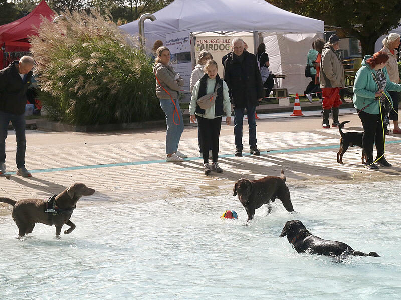 Hundebadetag Aquaria 2024Hundebadetag im Aquaria 2024 Hundebadetag Aquaria 2024Hundebadetag im Aquaria 2024