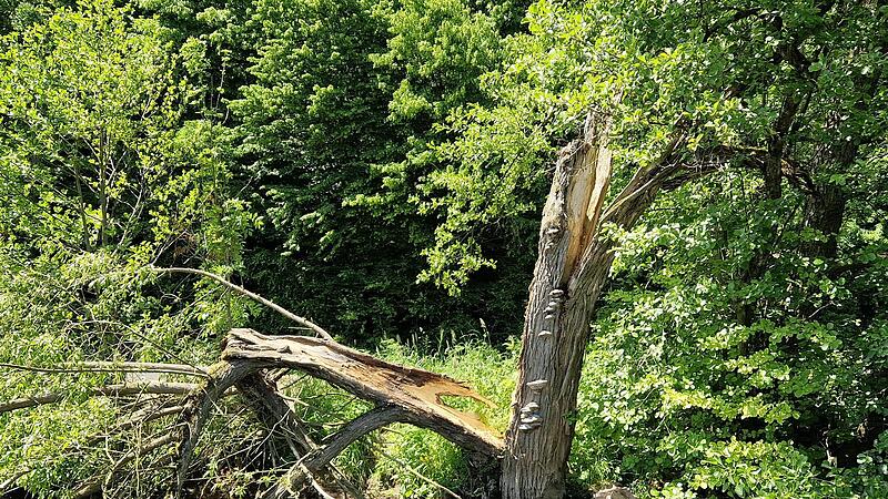 Dieser Baum besteht nur noch aus Totholz und kann jederzeit ohne Vorwarnung in die Saale stürzen.