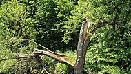 Dieser Baum besteht nur noch aus Totholz und kann jederzeit ohne Vorwarnung in die Saale stürzen.