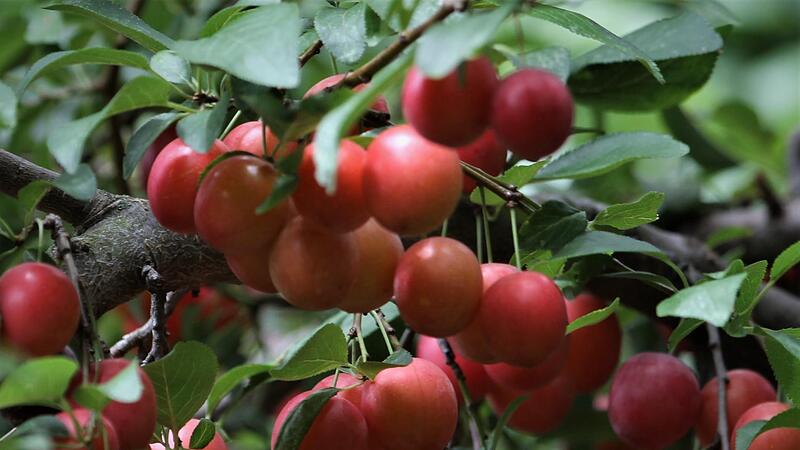 Kirschpflaumen hängen zur Zeit in Massen an den Bäumen. Die süß-säuerlichen Früchte sind essbar und gesund.