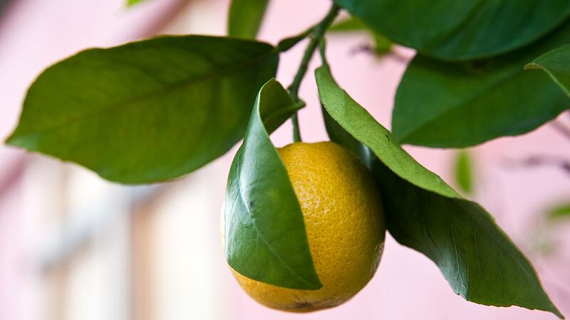 Zitronenbaum-Detail vor rosa Hauswand