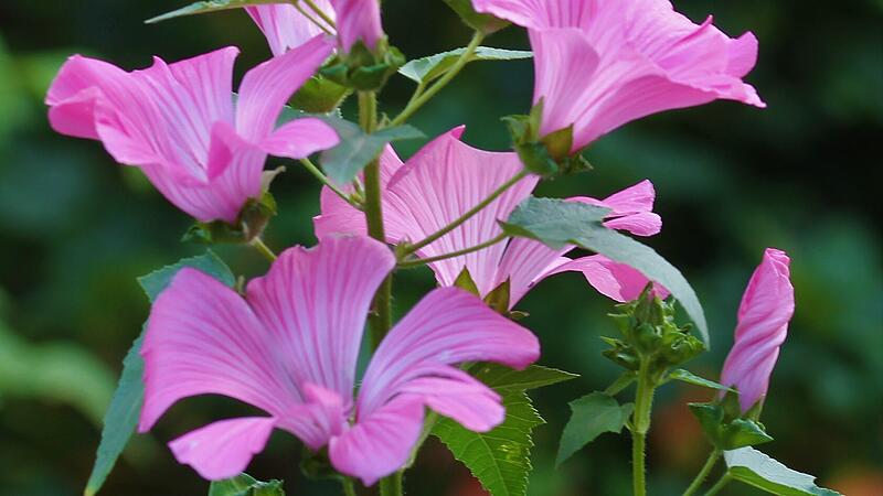 Eine bl&uuml;hende Bechermalve