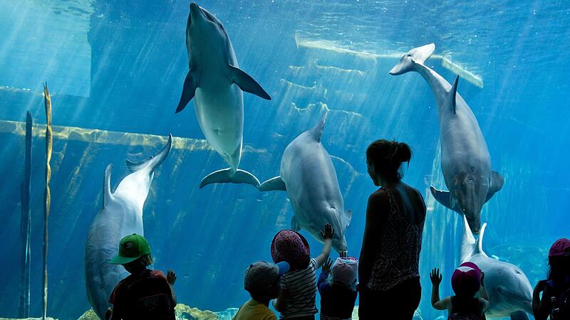 Das Delfinarium ist der gr&ouml;&szlig;te Energiefresser des N&uuml;rnberger Tiergartens.