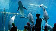 Das Delfinarium ist der größte Energiefresser des Nürnberger Tiergartens.