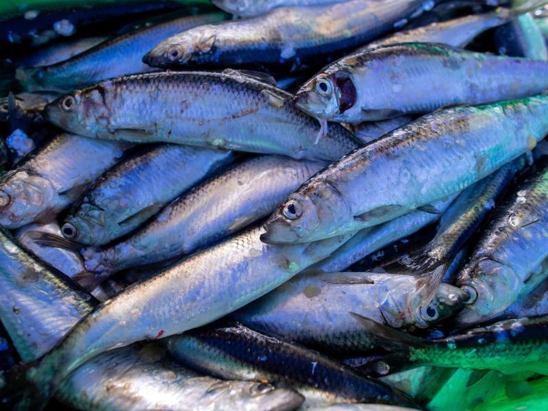 Fangquoten f&uuml;r Heringsfischer