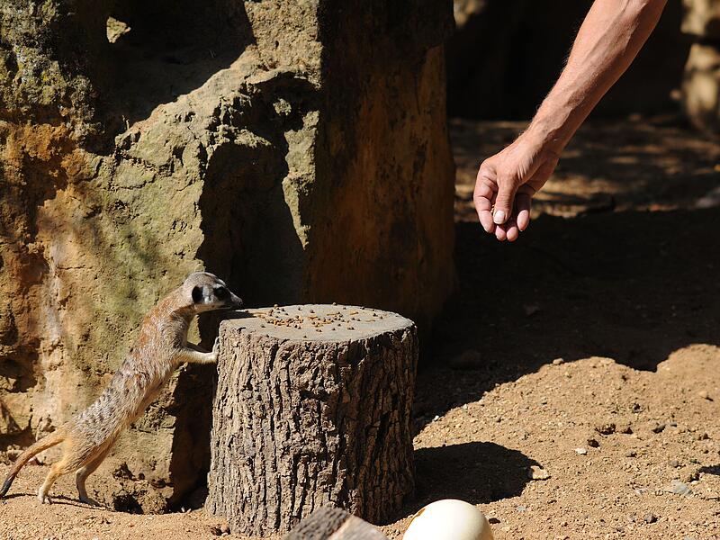 Wochenende der Insektenfresser im Prager Zoo