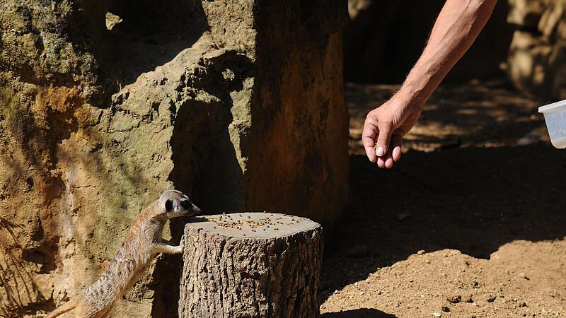 Wochenende der Insektenfresser im Prager Zoo