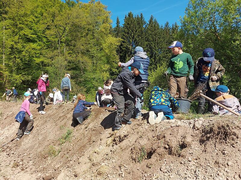 Mit Spaten und vollem Einsatz: Grundschulkinder der Grundschule Zeitlofs bei der Pflanzaktion auf der Lichtung 3 der Forstverwaltung Rupboden. Mit Spaten und vollem Einsatz: Grundschulkinder der Grundschule Zeitlofs bei der Pflanzaktion auf der Lichtung 3 der Forstverwaltung Rupboden.