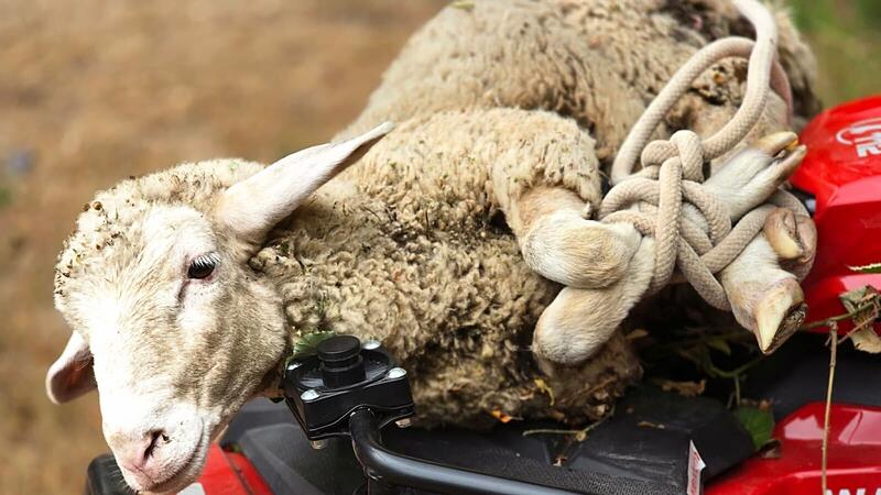 Schaf bei Nachl&ouml;scharbeiten in Waldschaff