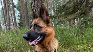 Tierheim Lessi