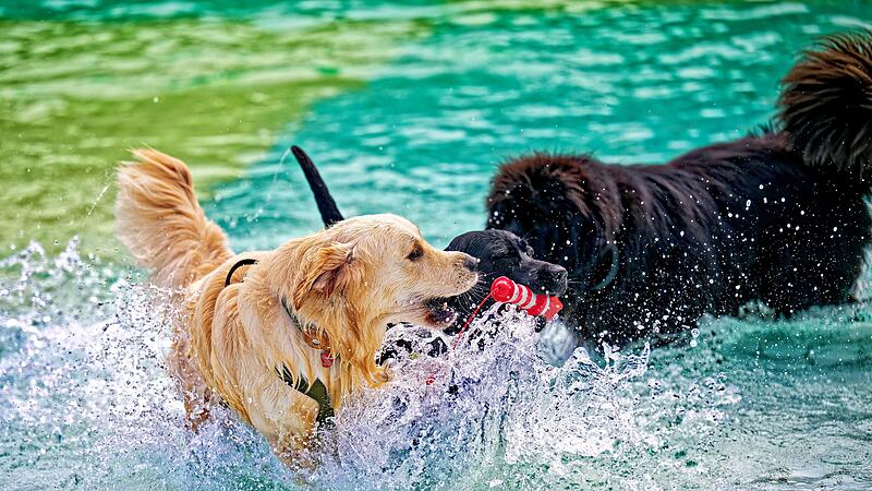 Hundeschwimmen im Bamberger Stadionbad machte Hunden Spaß