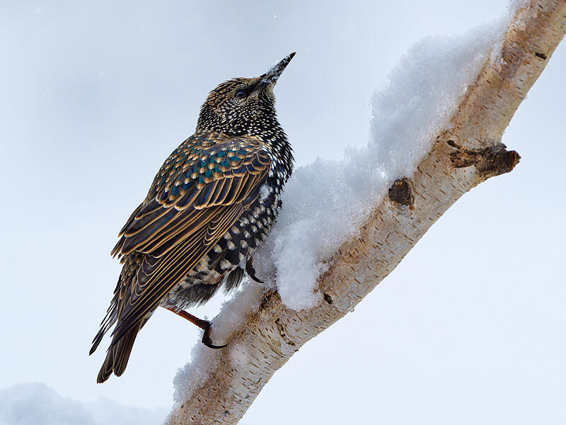 "Stunde der Winterv&ouml;gel": Durch das Z&auml;hlen von V&ouml;geln im eigenen Garten kann jeder dabei helfen, dass Ver&auml;nderungen im Vorkommen der Vogelarten besser erforscht werden k&ouml;nnen. Auf dem Bild zu sehen: ein Star