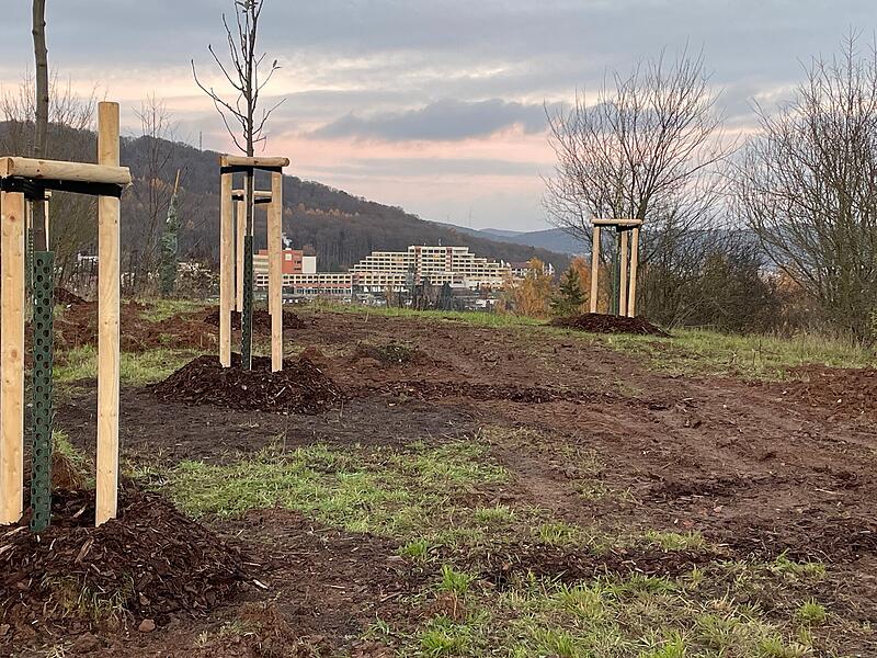Das Arboretum soll Ausflugsziel und Umweltbildungsstätte, mit Ausblick auf die Stadt. Hier in der Bildmitte ist die Seniorenresidenz Parkwohnstift in Garitz.