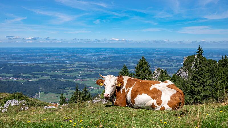 Kuh auf der Kampenwand Kuh auf der Kampenwand