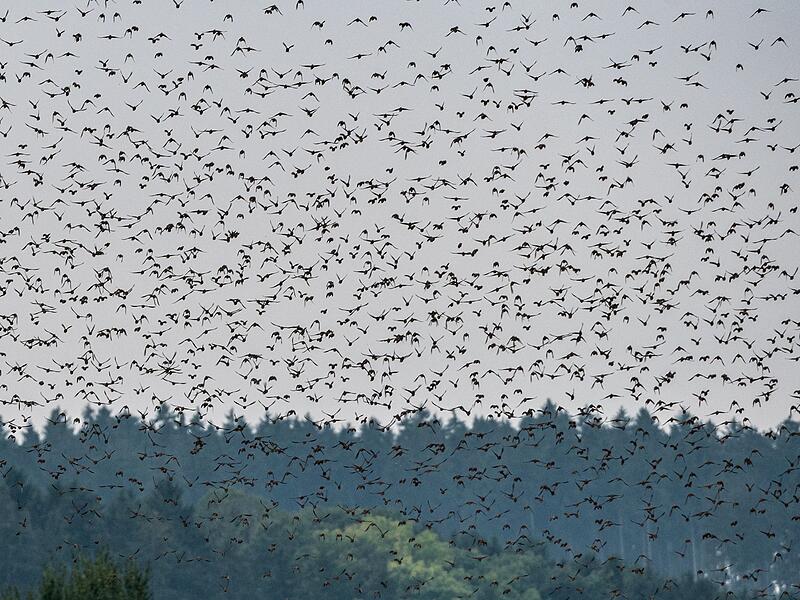 Vogelzug