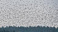 Vogelzug Vogelzug