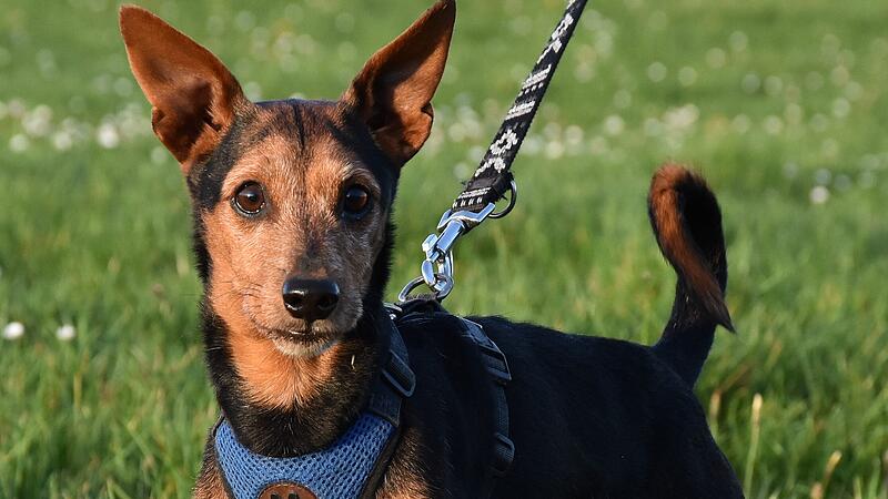 Zwergpinschermix Chicco ist sieben Jahre alt.