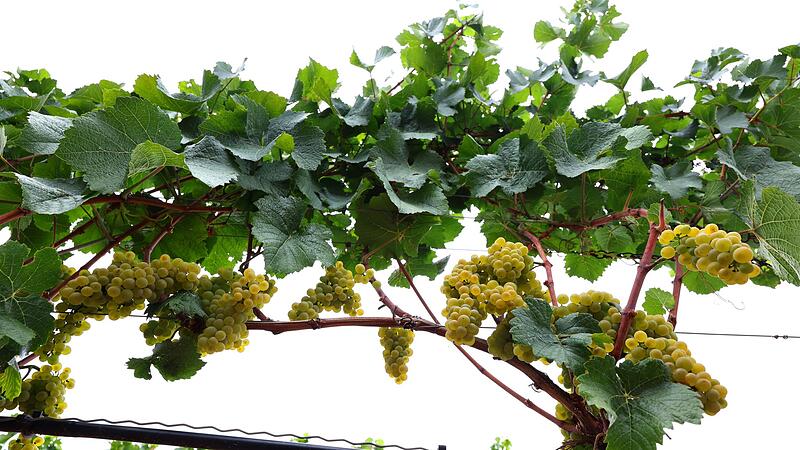 Frankenwein