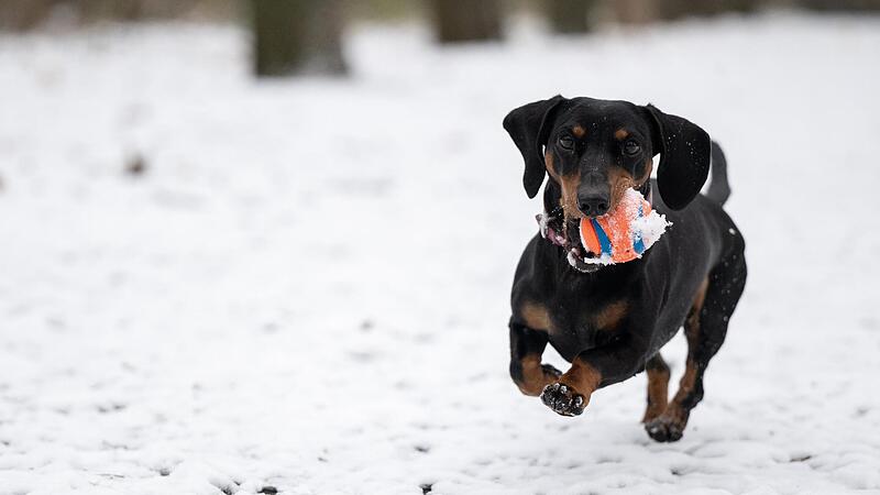 Frei draußen herumtollen – das macht vielen Haustieren sichtlich Freude. Rund um Silvester sollten Hunde dagegen immer angeleint werden, empfiehlt der Deutsche Tierschutzbund. Das gilt auch für den Landkreis Erlangen-Höchstadt.