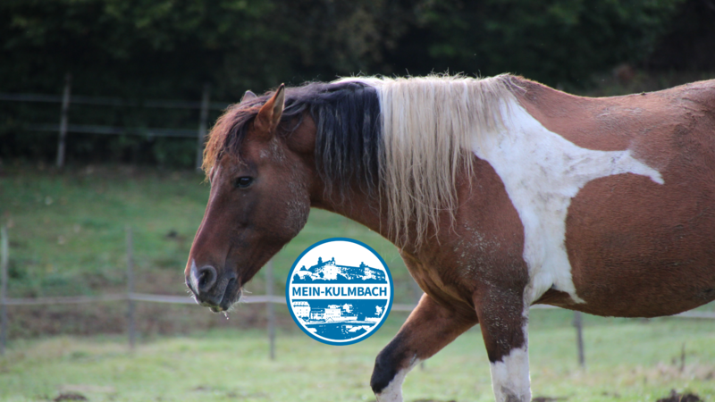 Pferde im Herbst: Die Bildergalerie