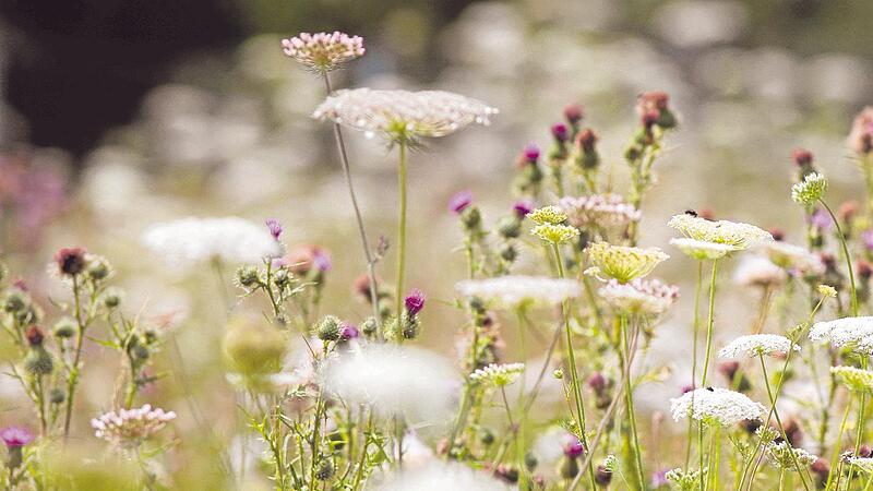 Wildblumenwiesen sind ein wichtiger Lebensraum für Insekten. Diese sind wiederum entscheidend für den Erhalt der Artenvielfalt in Bayern.    Wildblumenwiesen sind ein wichtiger Lebensraum für Insekten. Diese sind wiederum entscheidend für den Erhalt der Artenvielfalt in Bayern.   