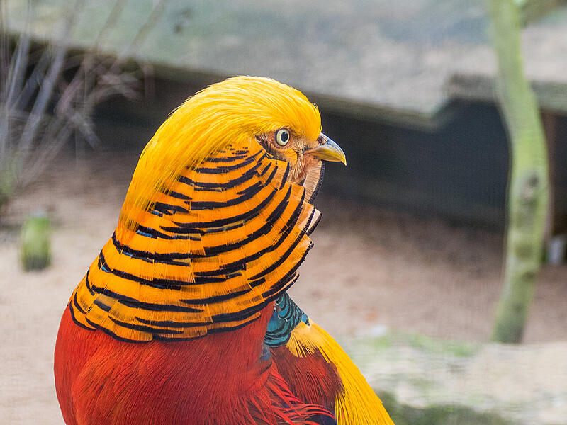 Das Bild zeigt einen Goldfasanen im Wildpark Klaushof bei Bad Kissingen.