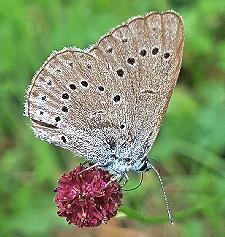 Deutschlandweit ist der Helle Wiesenknopf-Ameisenbl&auml;uling gef&auml;hrdet.
