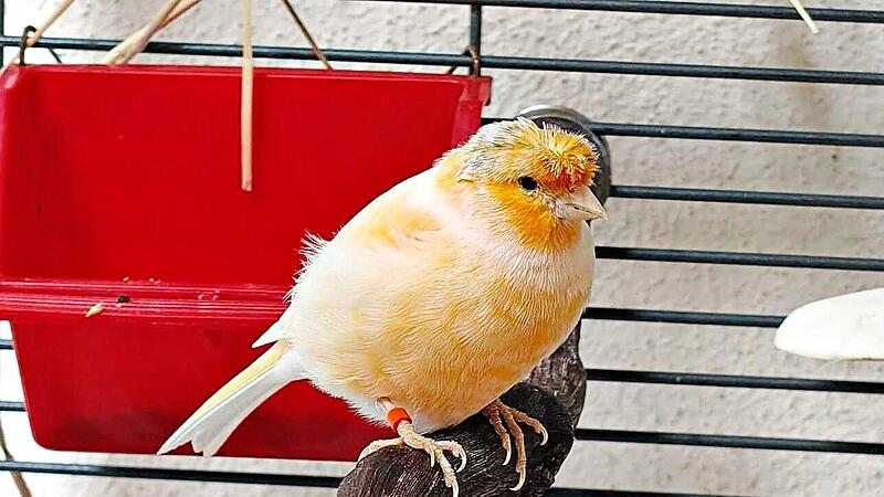 Kanarienvogel Mandarine würde gern mit anderen Vögeln zusammenleben.Tierschutzverein Bamberg Kanarienvogel Mandarine würde gern mit anderen Vögeln zusammenleben.Tierschutzverein Bamberg