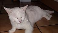 Kater Sammy